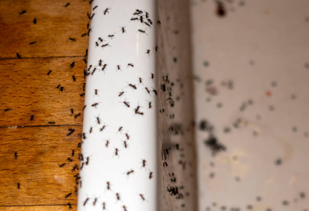 Best Flea Control Services  in Abingdon, VA