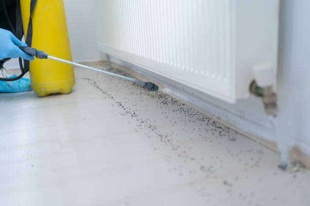 Best Termite Control Services  in Abingdon, VA
